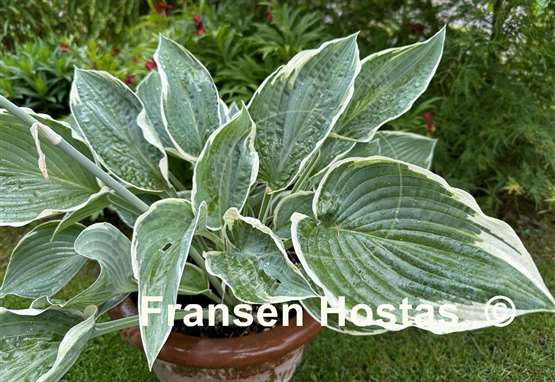 Hosta And You and I